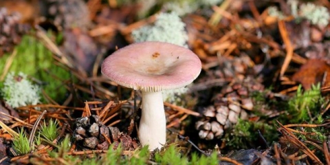 Russula breza: kako kuhati, fotografija i opis